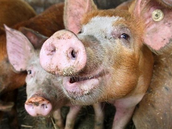 В РФ истребили более 230 тысяч свиней