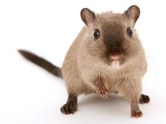 Ученые случайно превратили мирных мышей в беспощадных убийц