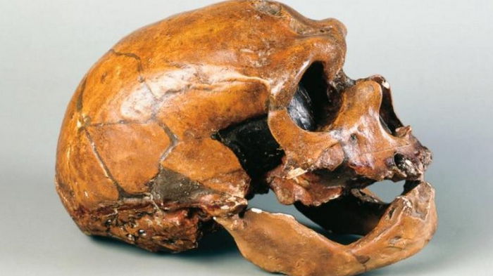 В костях неандертальца обнаружен «родственник» коронавируса, возрастом 50 тыс. лет