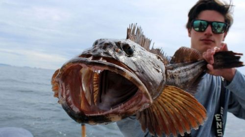 Кошмар стоматолога. Тихоокеанская рыба ежедневно теряет до 20 зубов и отращивает новые