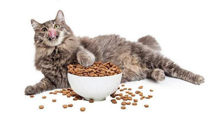 Основные преимущества кормов Роял Канин для кошек