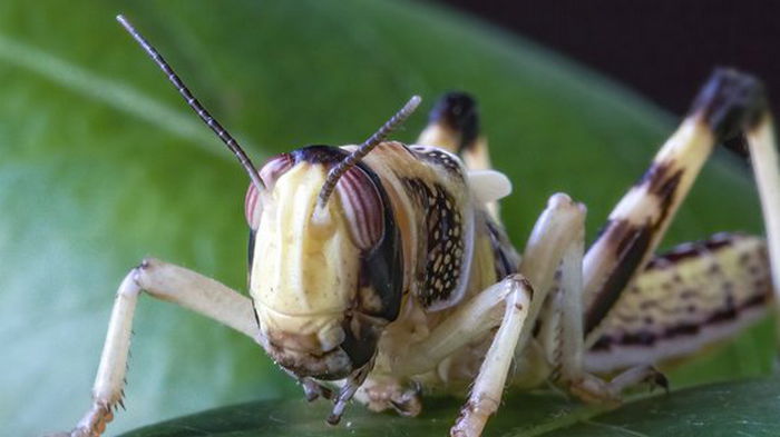 Ученые создали насекомых-киборгов, которые умеют выявлять раковые клетки