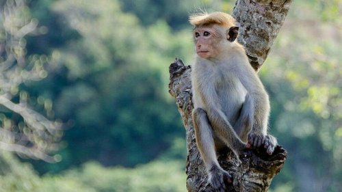ВОЗ: оспа обезьян не имеет характера чрезвычайной ситуации