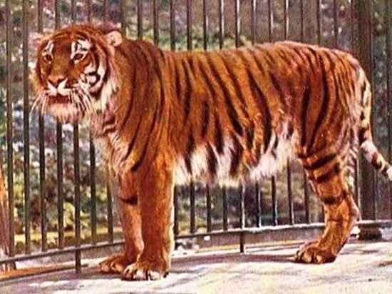 Ученые намерены возродить вымершего каспийского тигра