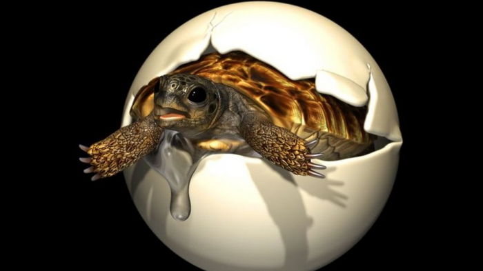 Яйцо эпохи динозавров. Ученые обнаружили идеально сохранившийся эмбрион возрастом 90 млн лет