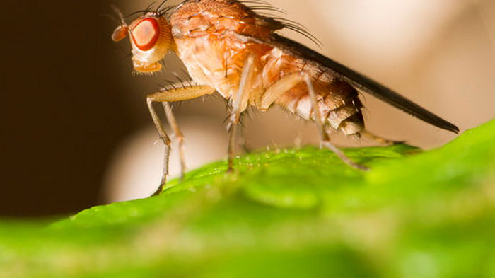 Ученые научились дистанционно управлять крыльями плодовых мушек, подключившись к их мозгу