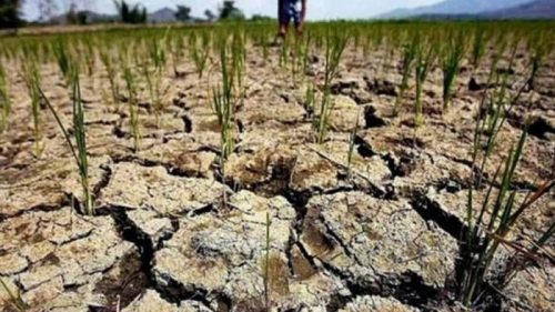 В Молдове вводят режим ЧС из-за засухи
