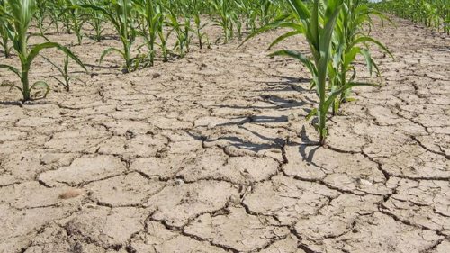Засуха угрожает 60% территории ЕС и Великобритании — исследование