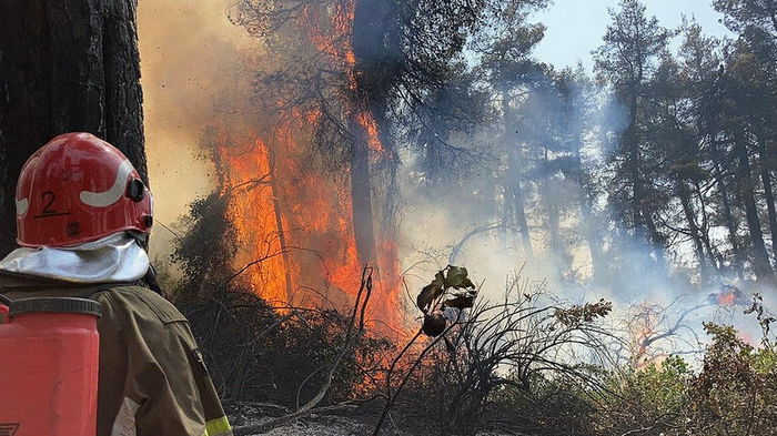 В Европе в этом году уже выгорели рекордные 700 тысяч гектаров леса