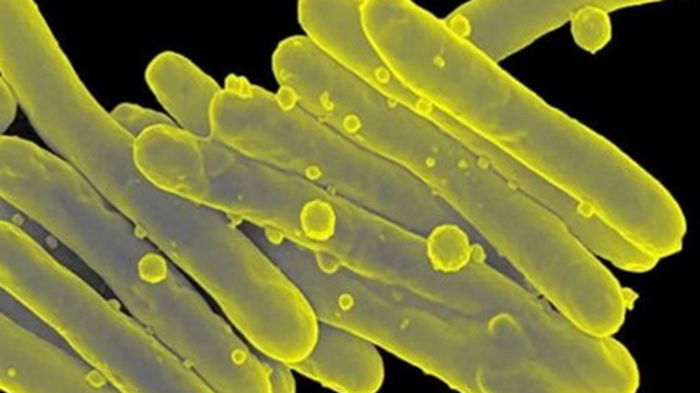 Найден способ борьбы с бактериями, устойчивыми к антибиотикам