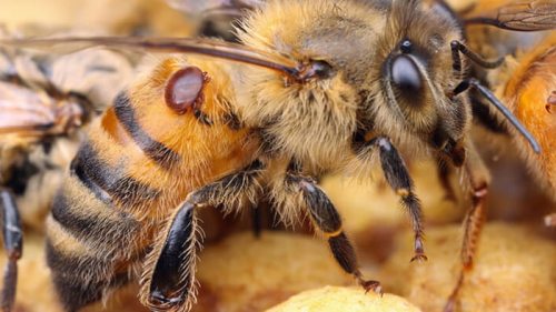 Біпін — надійний засіб від кліща у бджіл