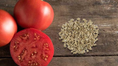 Как выбирать семена томатов?