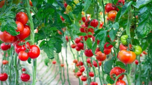 Отредактированные помидоры. Ученые выяснили, как можно ускорить созревание овощей