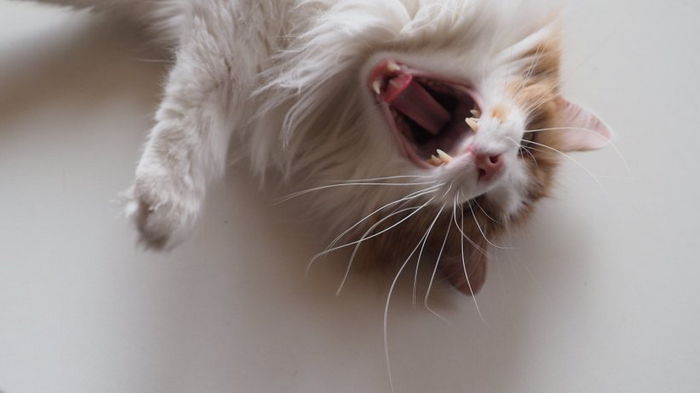 Ученые нашли связь между размером мозга животного и зеванием