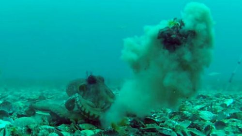 Истерички подводного мира. Ученые обнаружили, что осьминоги бросают друг в друга раковинами (видео)