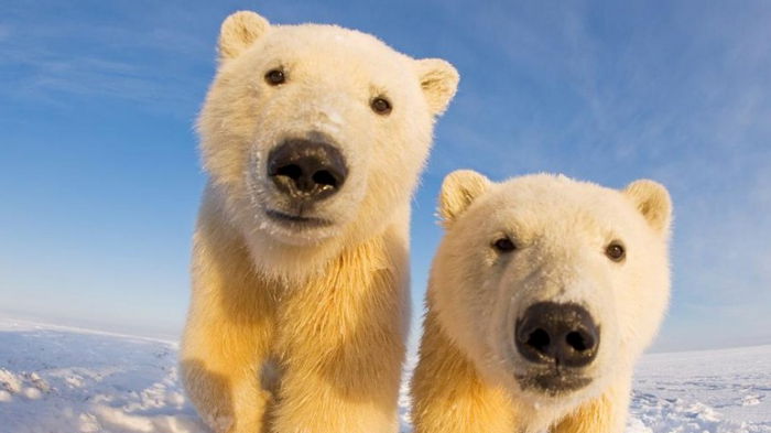 Ученые считают, что изменение климата ведет к исчезновению белых медведей и появлению гибрида