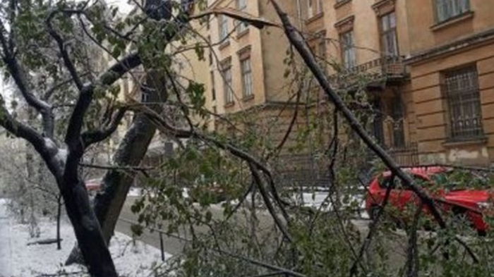 Непогода во Львове: боле сотни поваленных деревьев и 10 поврежденных авто