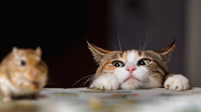 Ученые рассказали, почему кошки охотятся и как их от этого отучить
