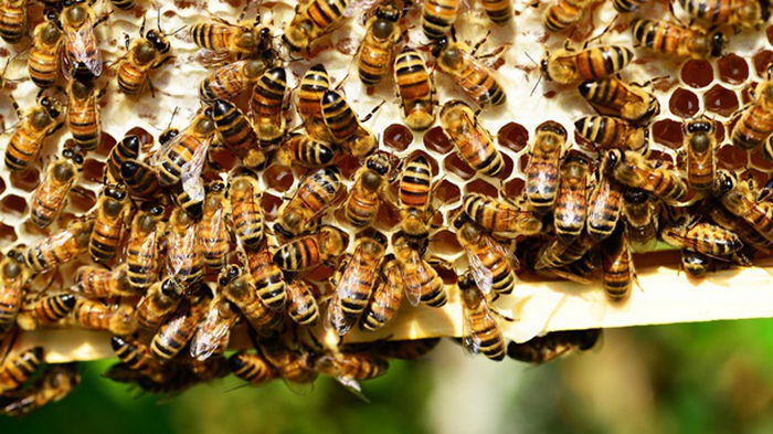 В США одобрили первую в мире вакцину для пчел