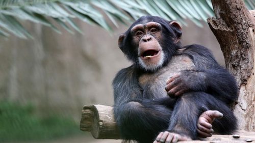 Жесты людей и шимпанзе совпадают на 95% – исследование