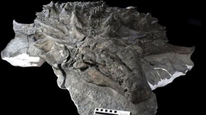 Археологи нашли морду динозавра, покрытую кожей