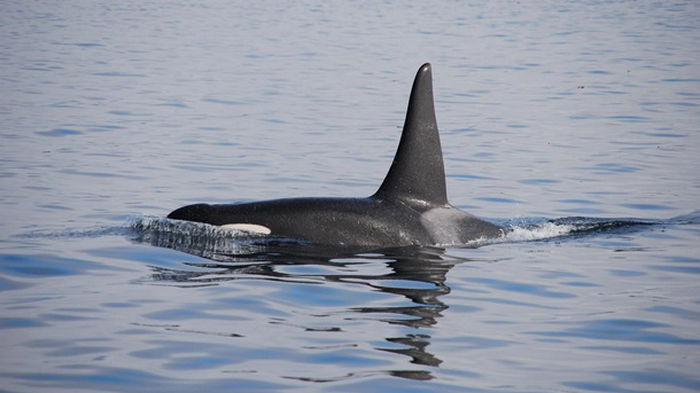 Впервые в науке. Косатка похитила детеныша круглоголового кита