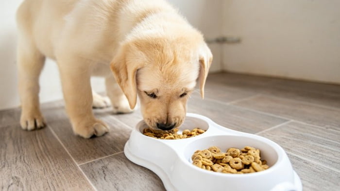 Корм Grandorf — лучшее питание для собак разных пород