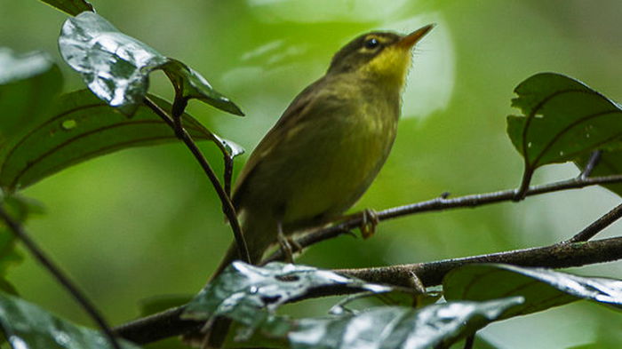 Ученые обнаружили на Мадагаскаре птиц, которых считали вымершими 24 года
