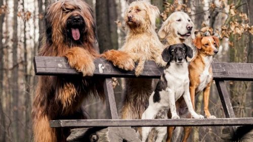 Могут ли собаки выжить на Земле без людей: ученые дали ответ и назвали...