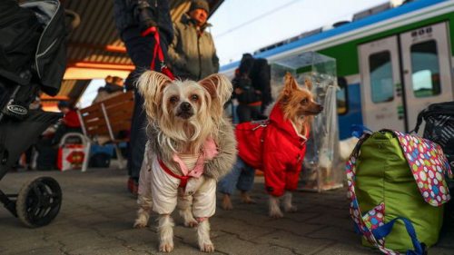 Польша отменила упрощенные правила перевозки домашних животных для украинцев