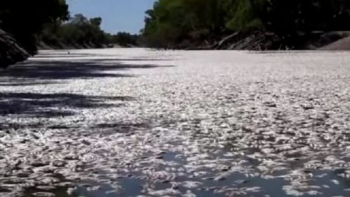В Австралии тонны мертвой рыбы выбросило на берег (видео)