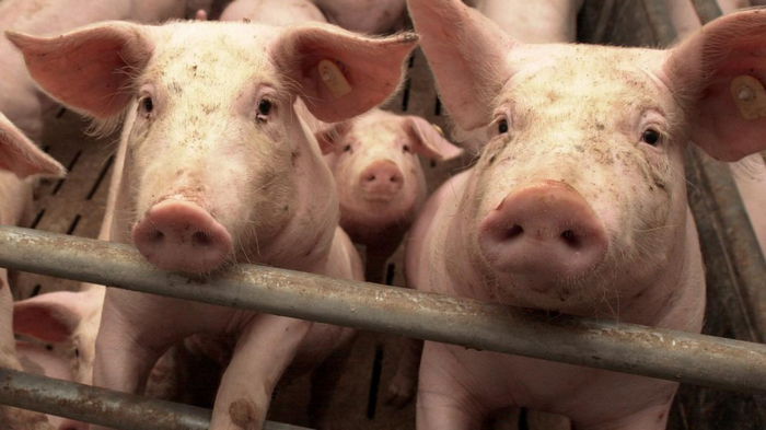 В Украине зафиксирован новый случай африканской чумы свиней