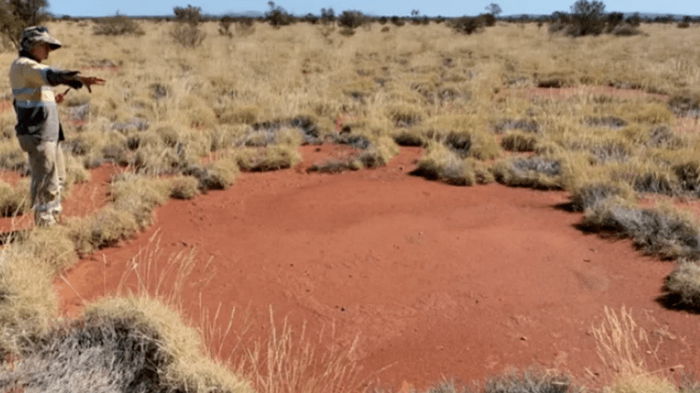 Найденные в Австралии «круги фей» поставили ученных в тупик: как они появились (фото)