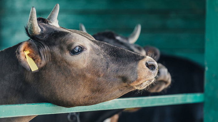 Новая Зеландия добровольно отказалась от экспорта скота: животные страдают в море