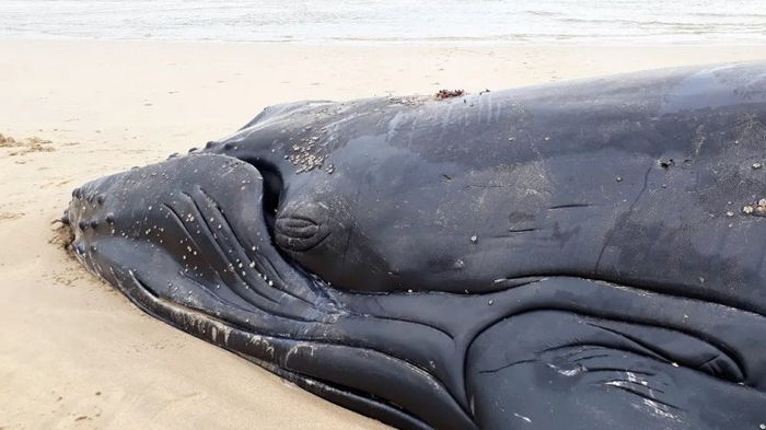 Проклятое место. Вдоль восточного побережья Америки массово погибают киты, ученые не знают почему