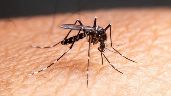 Напугать кровососа. Ученые нашли нечто, эффективно отпугивающее комаров: найдется в каждой ванной