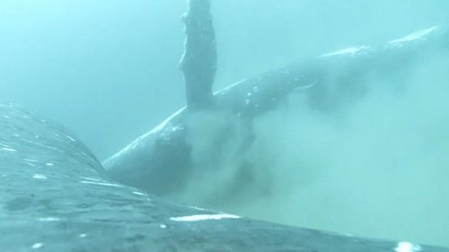 Глубоководное спа: ученые впервые засняли как моются горбатые киты (видео)