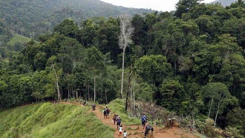 Четверых детей нашли живыми через две недели после падения самолета в джунглях Колумбии