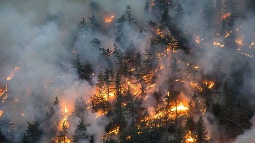 Из-за масштабных лесных пожаров в Канаде эвакуировали более 16 тысяч человек