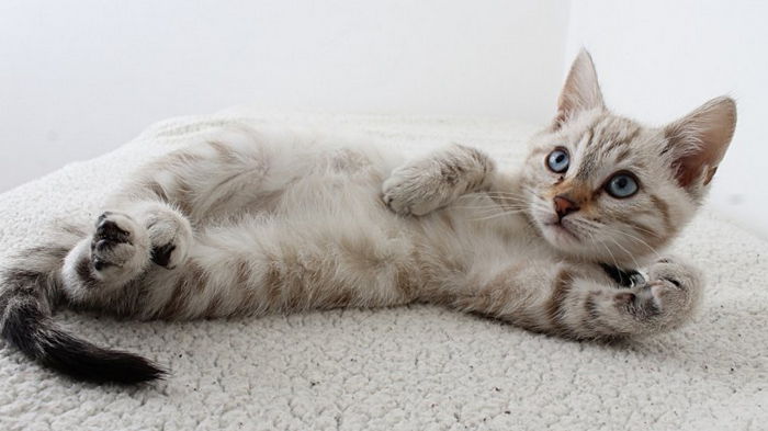 Это ловушка: почему кошки показывают свой живот и можно ли его гладить