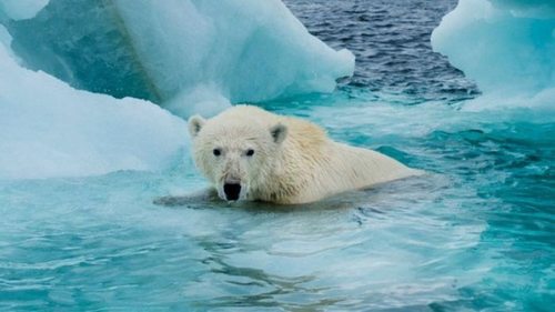 Арктика потеряет ледовый покров: уже через 10 лет белые медведи лишатся летнего пристанища