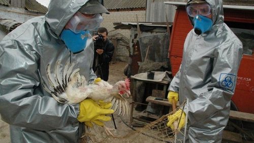 В Польше птичий грипп убивает котов: грозит ли заражение людям
