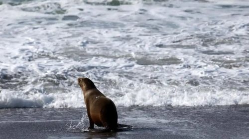 Нечто в океане заставляет морских львов нападать на людей в Калифорнии