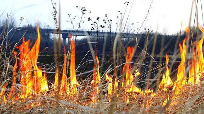 Из-за сжигания сухостоя выгорело почти 8000 гектаров земли с начала года — ГСЧС