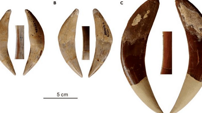 Два новых вида саблезубых котов идентифицированы среди 230 окаменелостей возрастом 5 млн лет