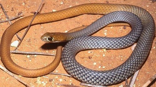 На одну опасность больше: в Австралии обнаружили новый вид ядовитых и очень быстрых змей