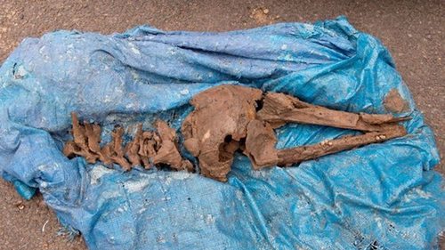 В Шотландии нашли кости дельфина возрастом восемь тысяч лет (фото)