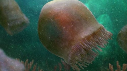 Предшественники динозавров. Ученые нашли прекрасно сохранившуюся медузу возрастом 500 млн лет