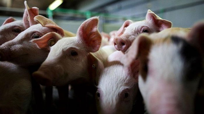 В Кировоградской области обнаружили африканскую чуму свиней