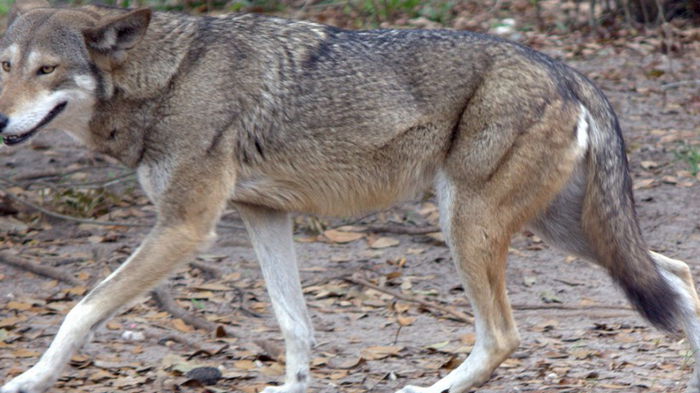 Головная боль фермеров: исчезающих красных волков в США будут выпускать на свободу